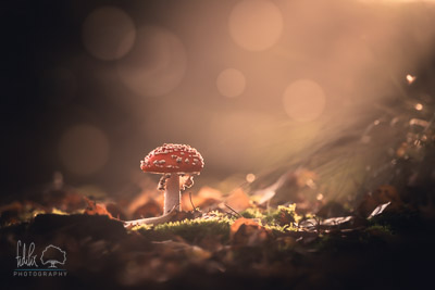 Fliegenpilz