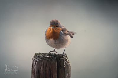 Rotkehlchen