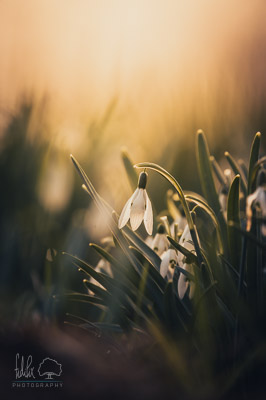 Frühling