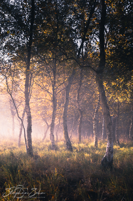 Wald Wald
