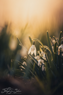 Frühling Frühling