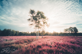 Heide Heide